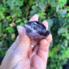 Natural Raw Amethyst Point L, Spiritual Awareness, Source Connection, Peaceful - Image 9