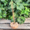 Scorpio Incense Stand / Sphere Stand, Incense Holder, Sphere Holder, Altar Piece (Copy) - Image 3